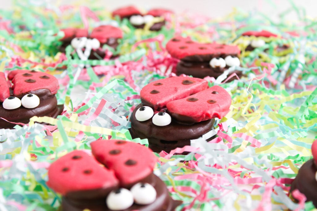 Ladybug Chocolate Covered Oreos decorated with red wings and candy eyes are placed on colorful shredded paper.